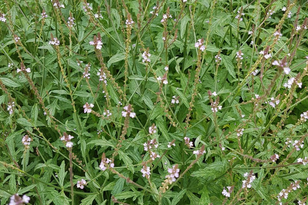 verbena officinalis flower spikes close-up