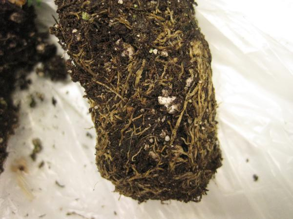 verbena officinalis roots root rot