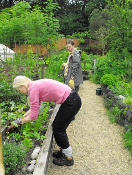 verbena officinalis raised bed planting