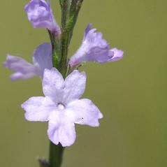 “神草”也要有度：马鞭草的传统药用、花草茶玩法与安全边界