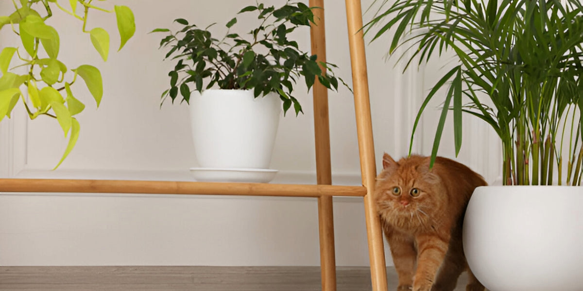 verbena officinalis indoor shelf cat