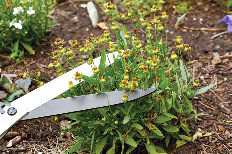 vervain deadheading pruning shears