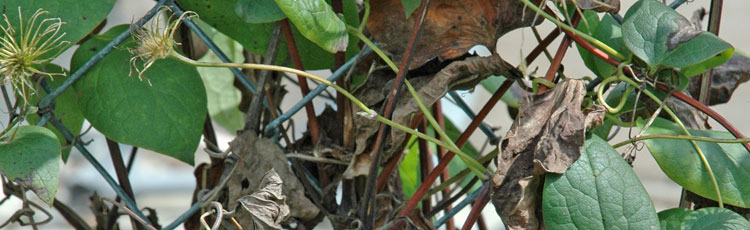 clematis wilt blackened stem close up