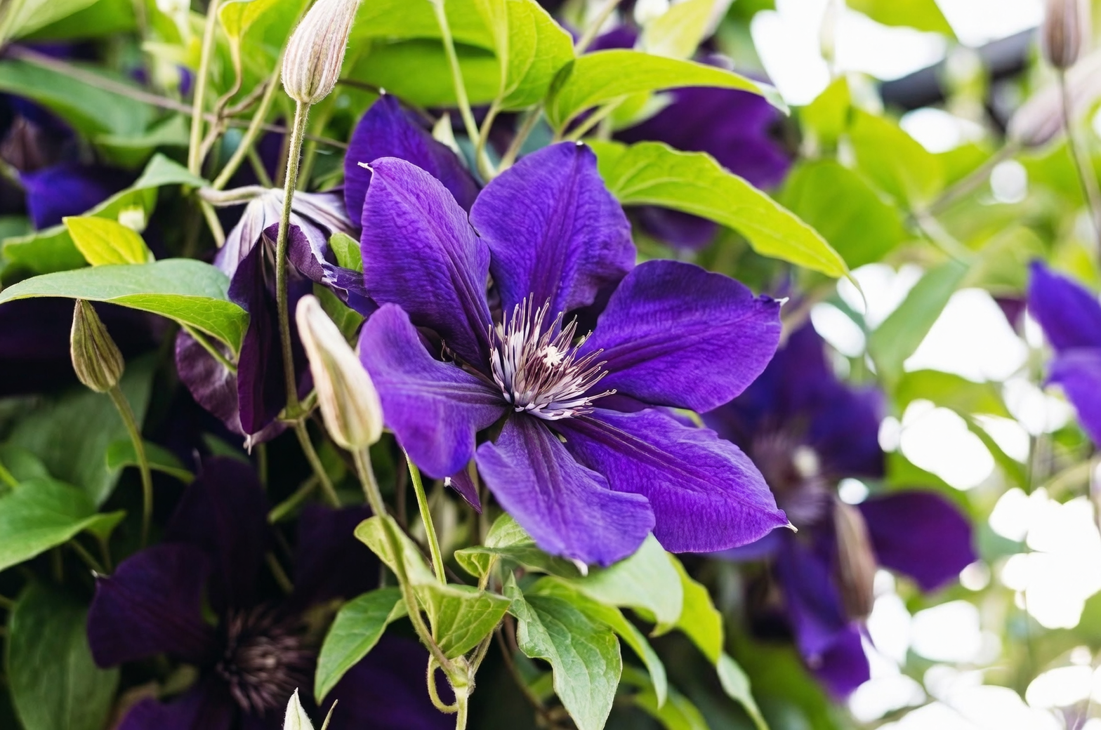 clematis powdery mildew leaves close up