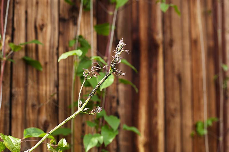 clematis aphids on buds close up