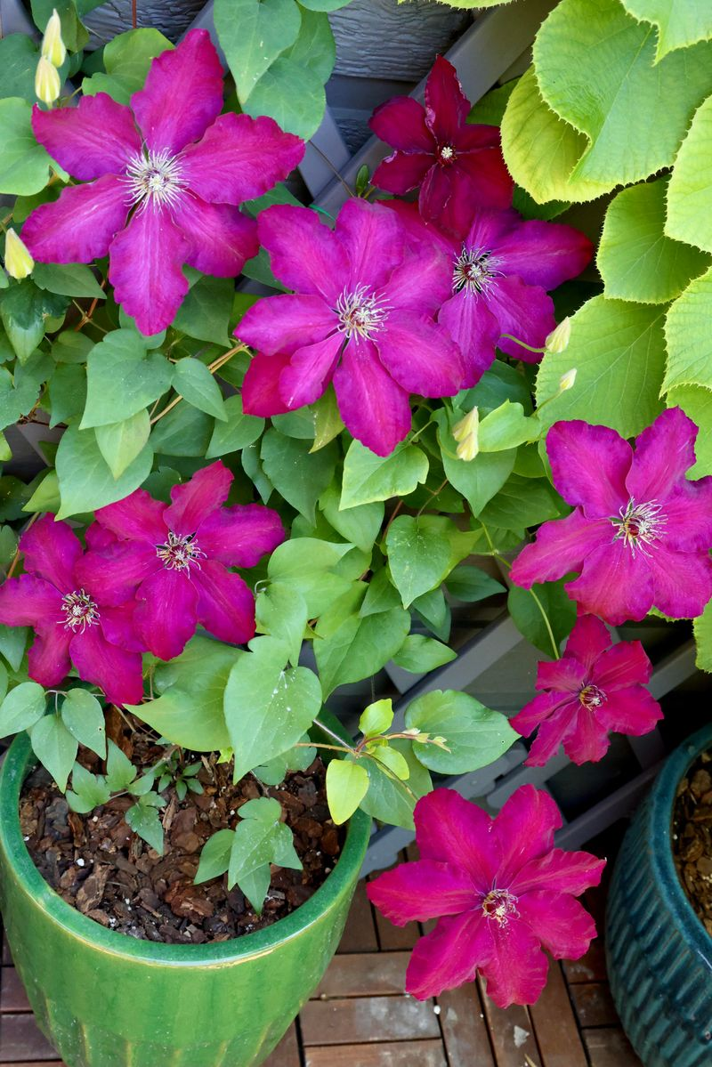watering can at clematis base