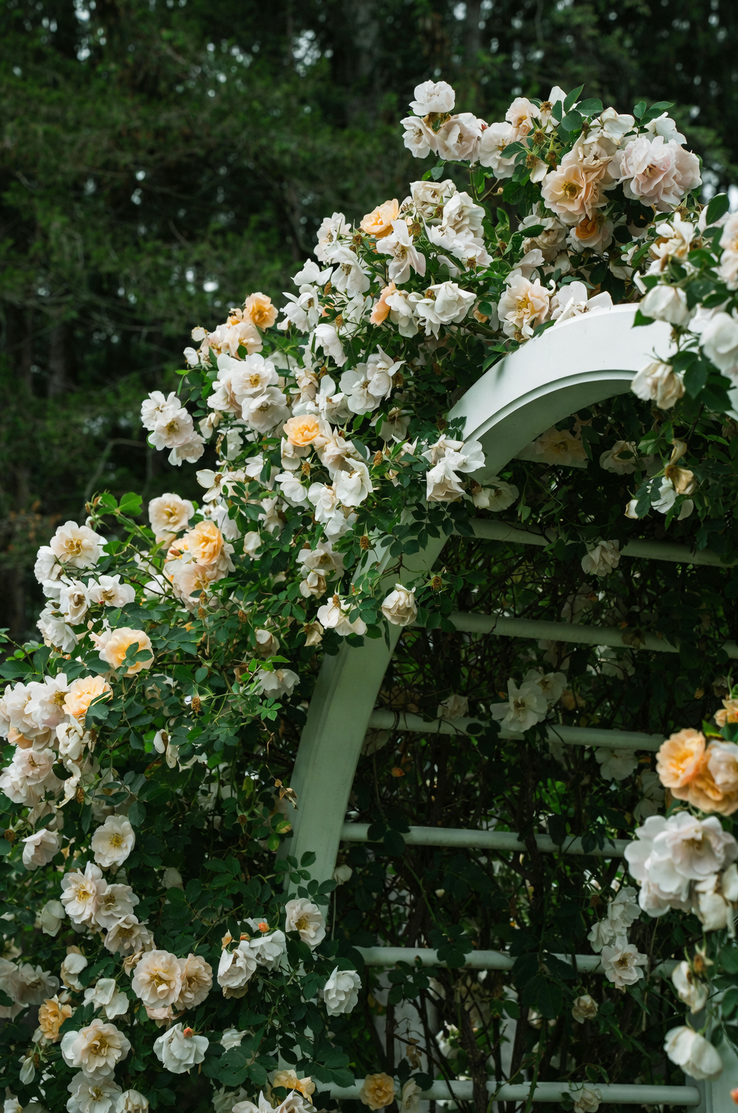 Clematis x Roses = Cottage Garden Fireworks: Color Pairings, Bloom Timing, and Training Tricks