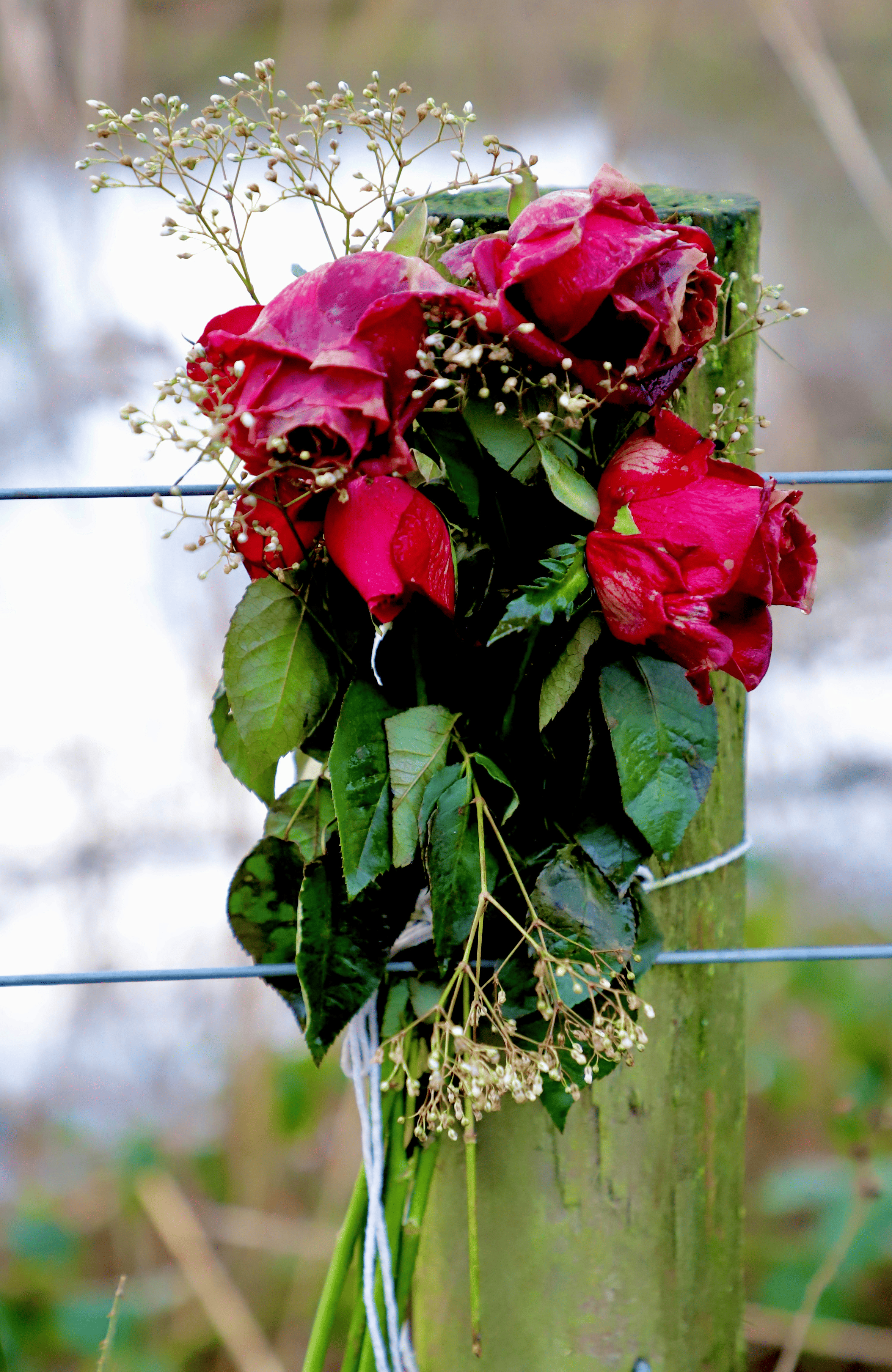 clematis viticella weaving through roses