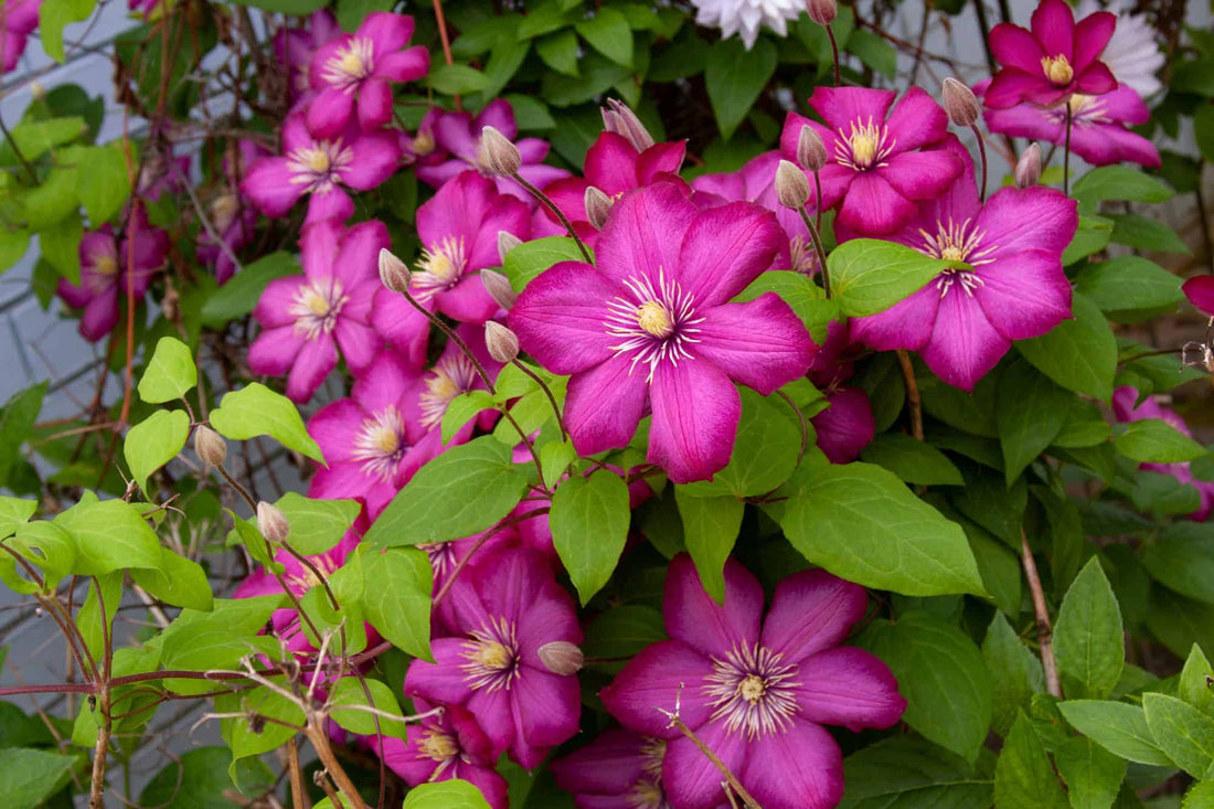 planting clematis 18 inches from rose