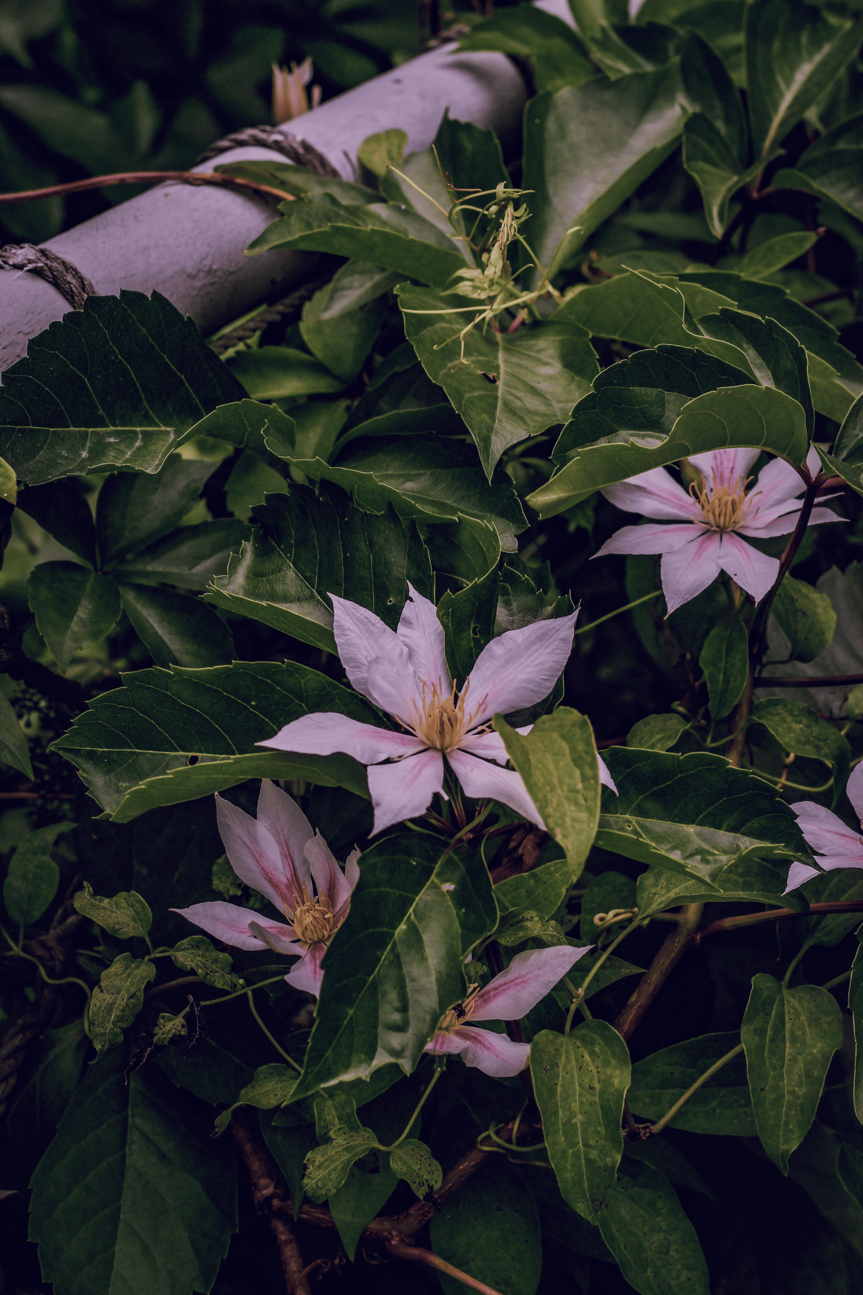 tying clematis to rose with jute