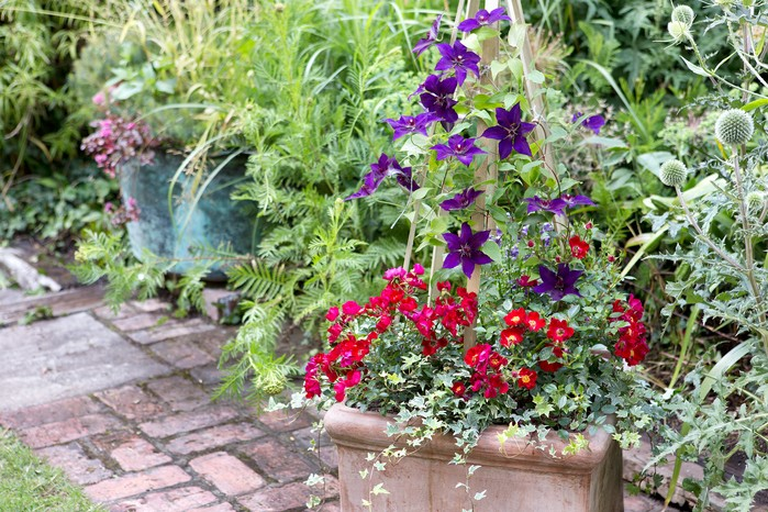 container clematis with shrub rose obelisk