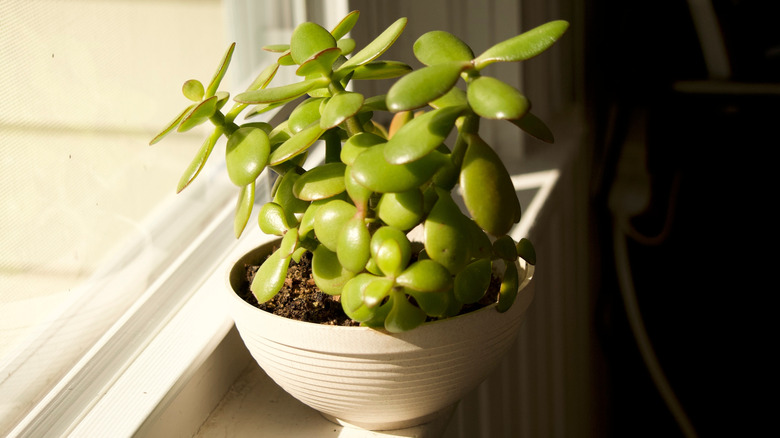 jade plant leggy stretching window