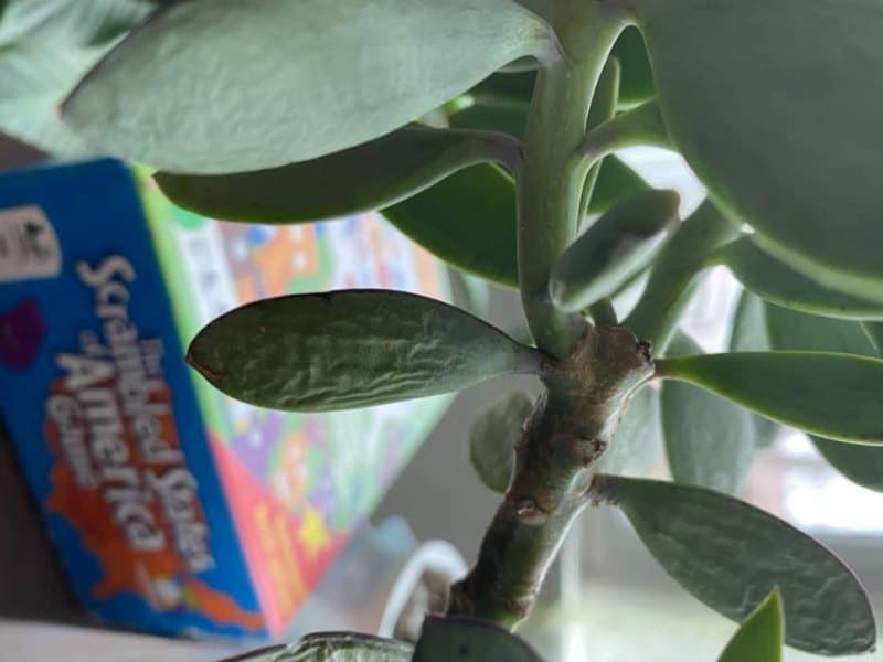 jade plant wrinkled leaves dry soil