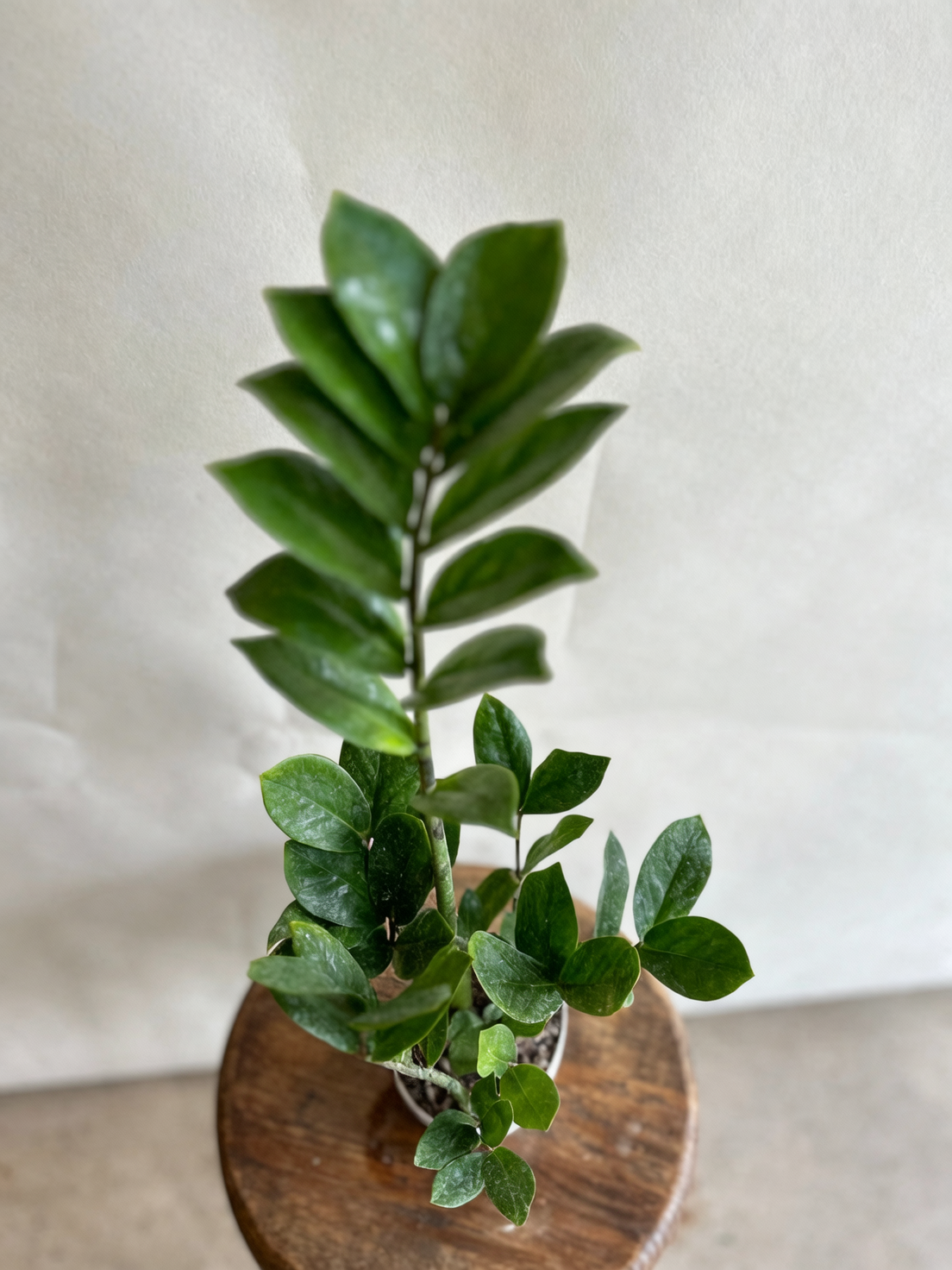 jade plant root rot inspection