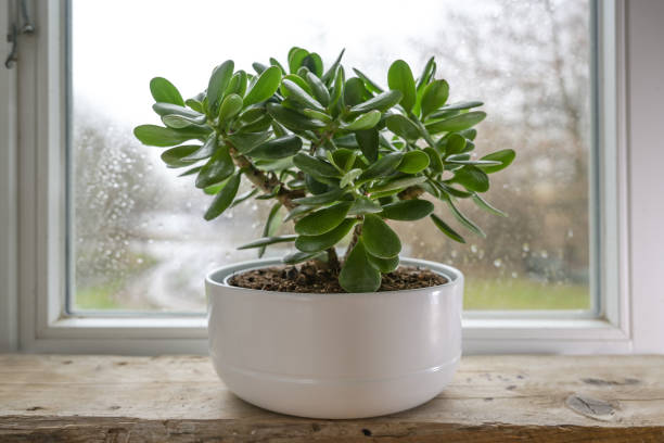 jade plant winter flowers close up
