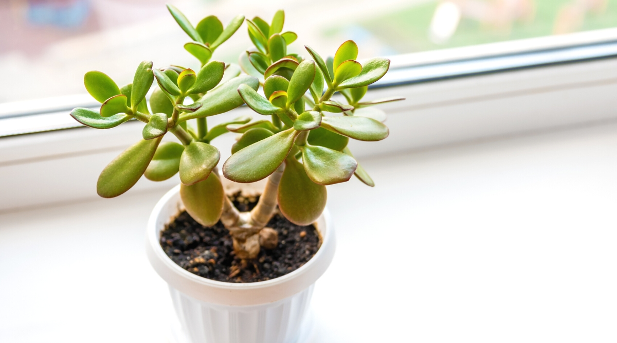 玉树出了什么问题？一张急救排查清单搞定黄叶、软叶、掉叶与烂根