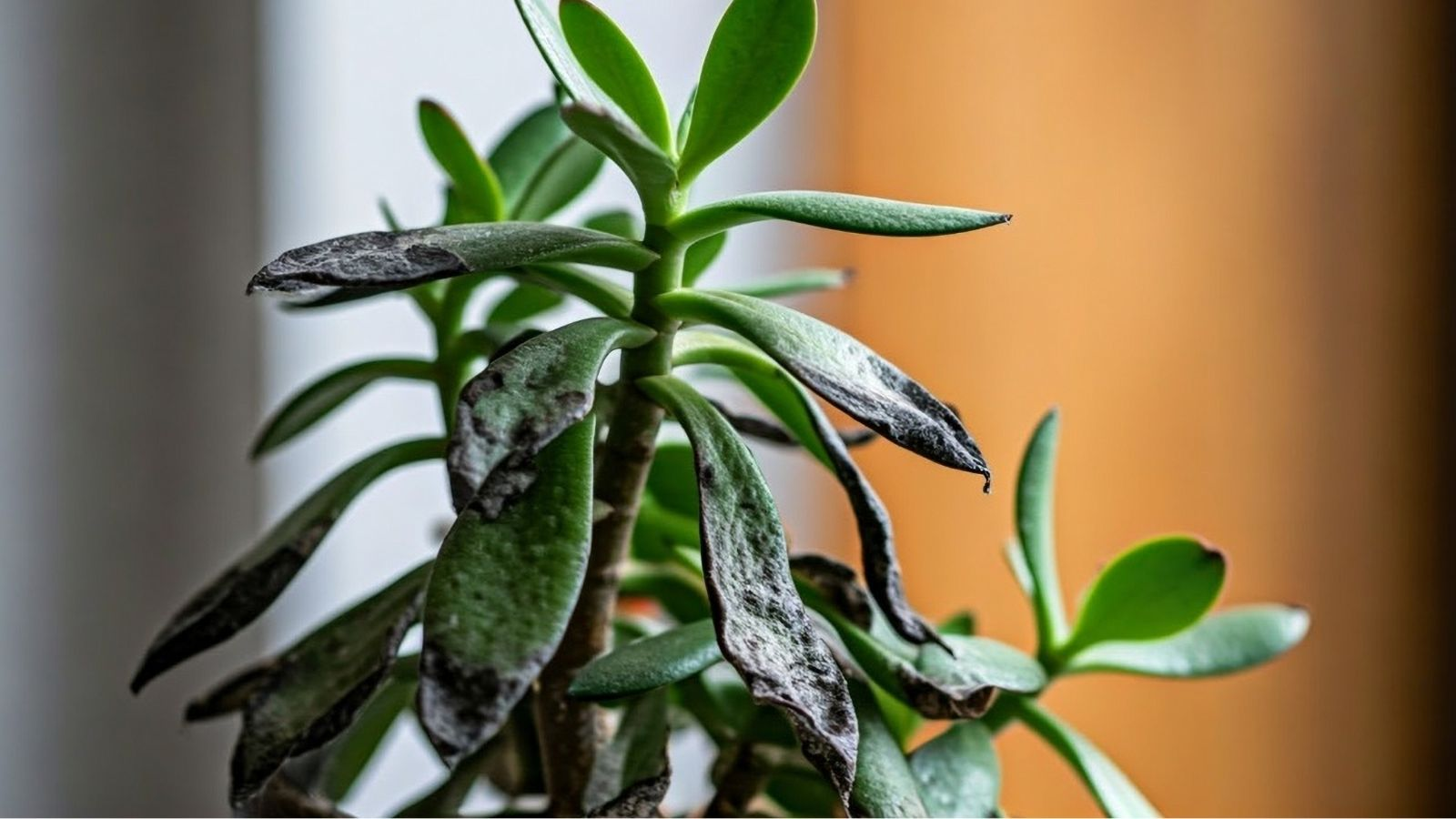 jade plant rotten roots close-up