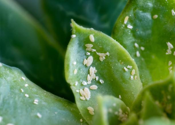jade plant mealybugs close-up