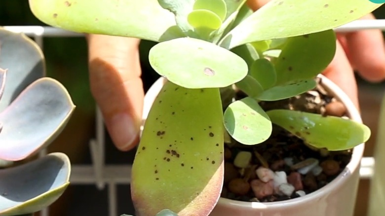 jade plant under shade cloth