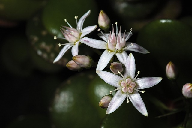 jade plant flowering close-up