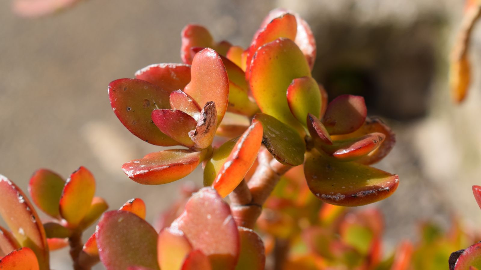 jade plant red leaf edges close-up