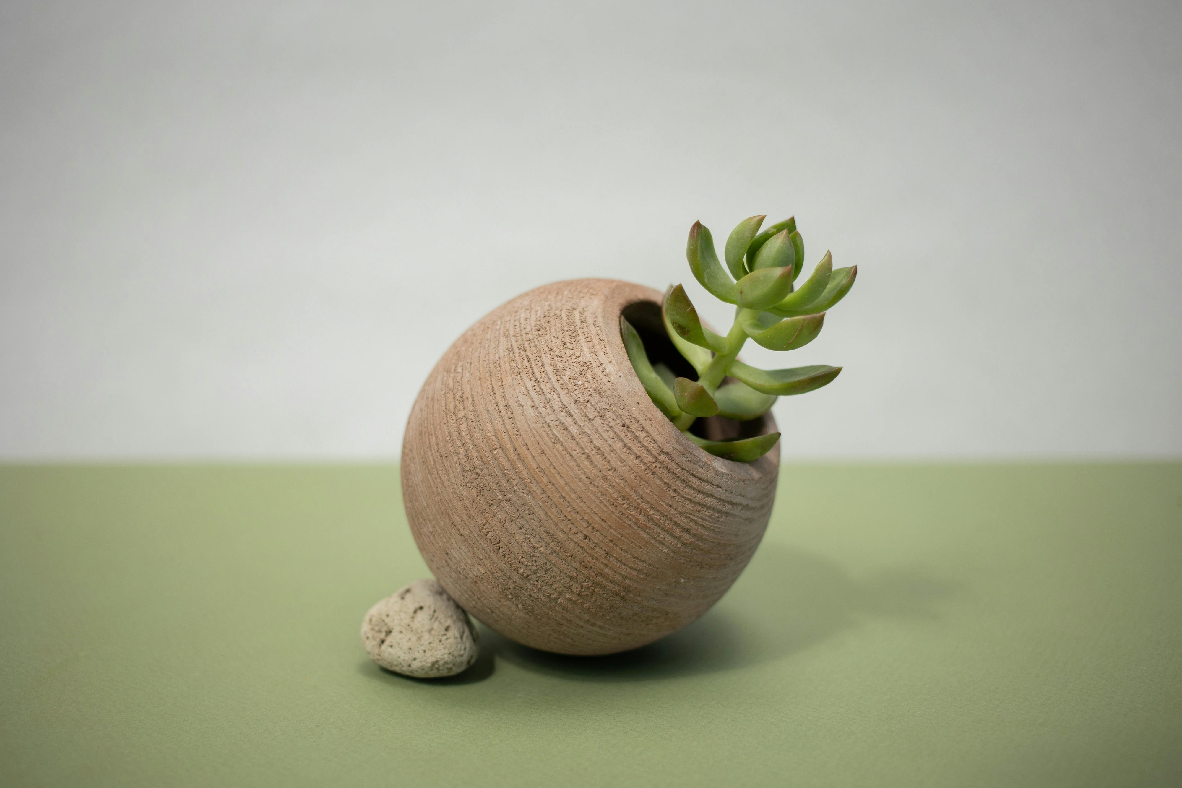 jade plant terracotta and concrete pots