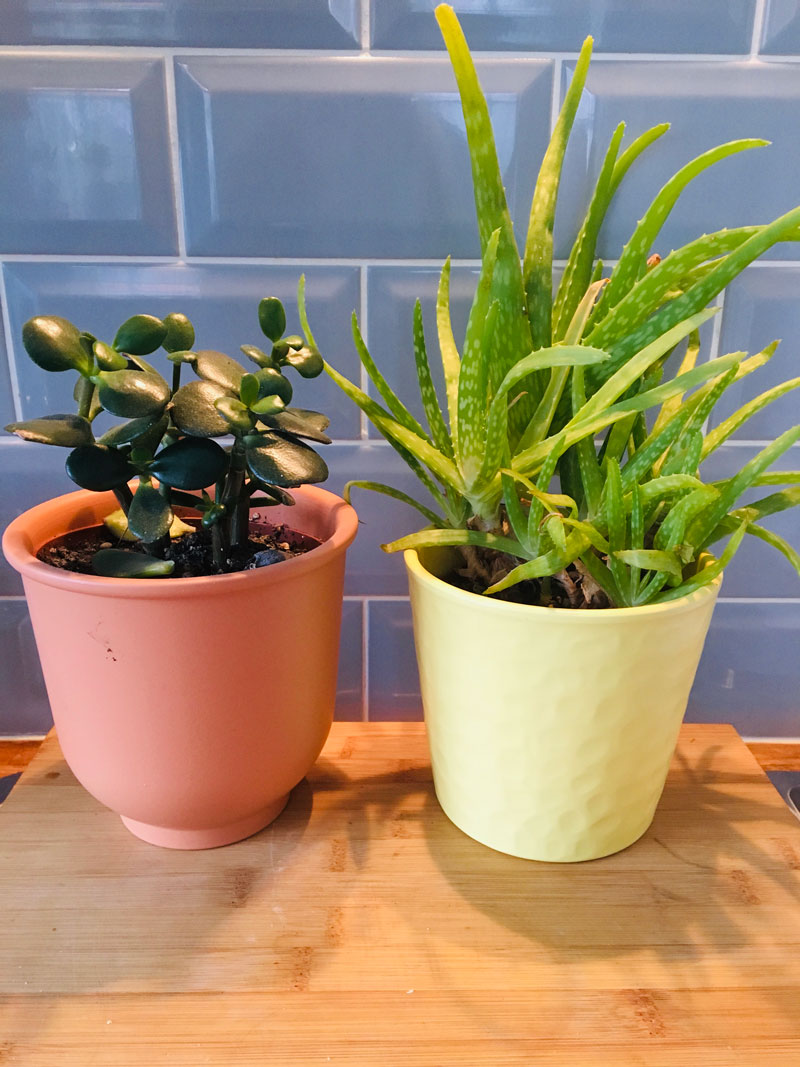 jade plant with snake plant aloe