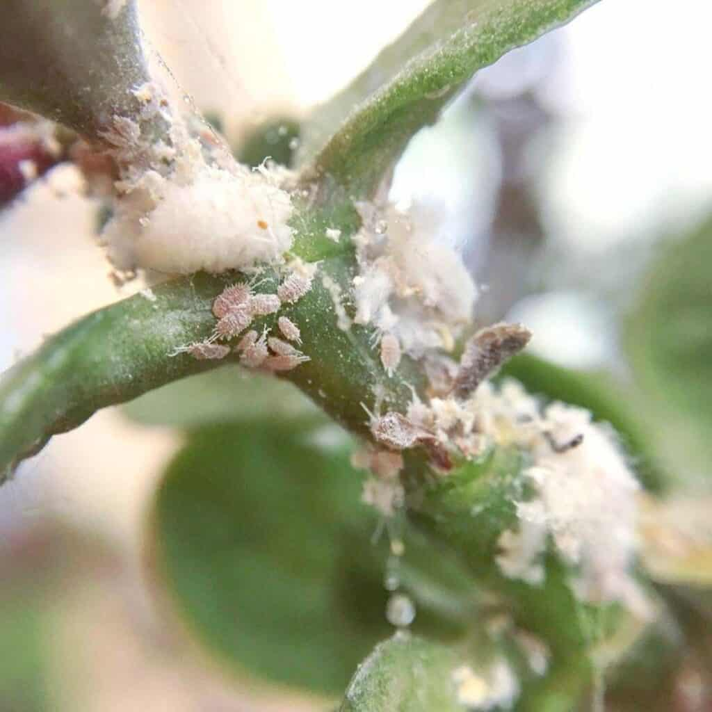 虫害来了别慌：介壳虫、蚜虫、红蜘蛛在玉树上的识别与物理/药剂双方案