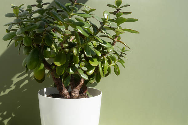 jade plant bright windowsill