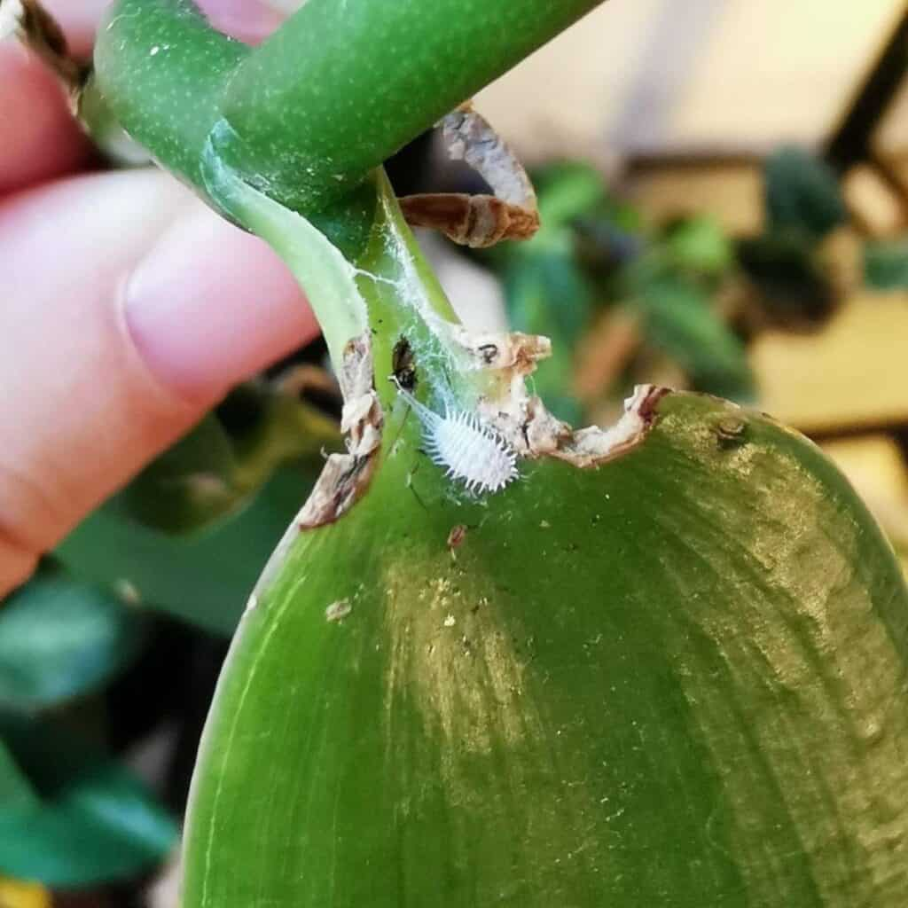 jade plant leaf axil mealybugs