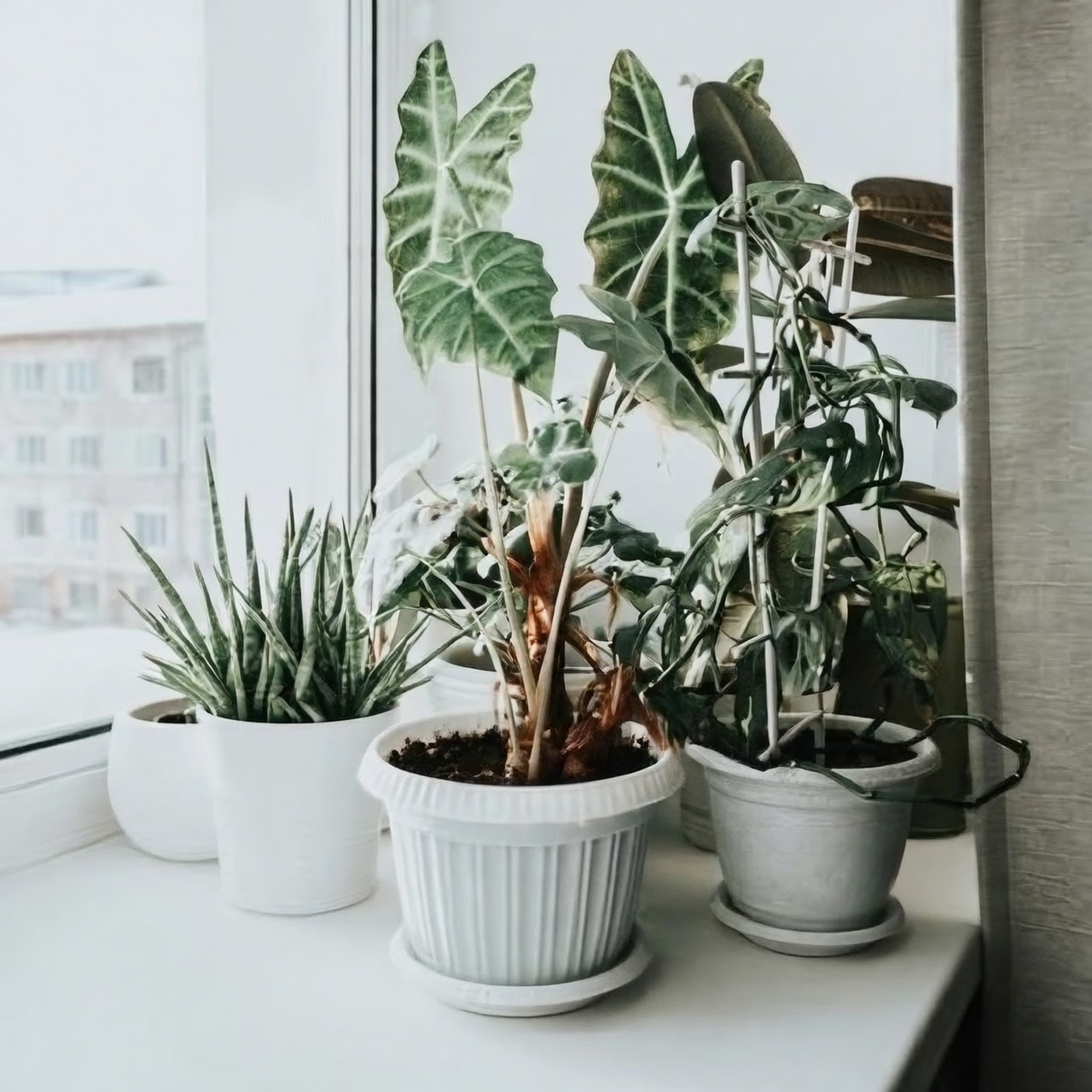 为什么玉树冬天更容易开花？短日照、低温与控水背后的植物生理学