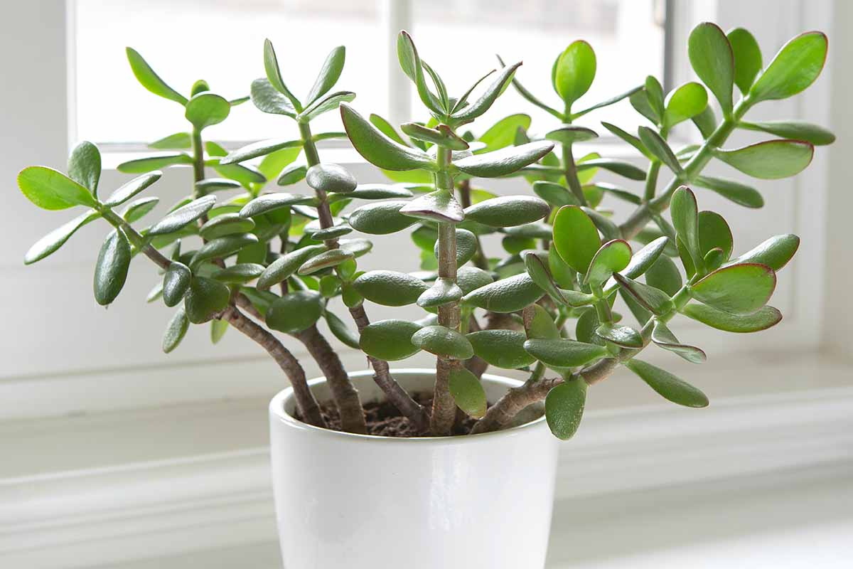 jade plant blackout cover night
