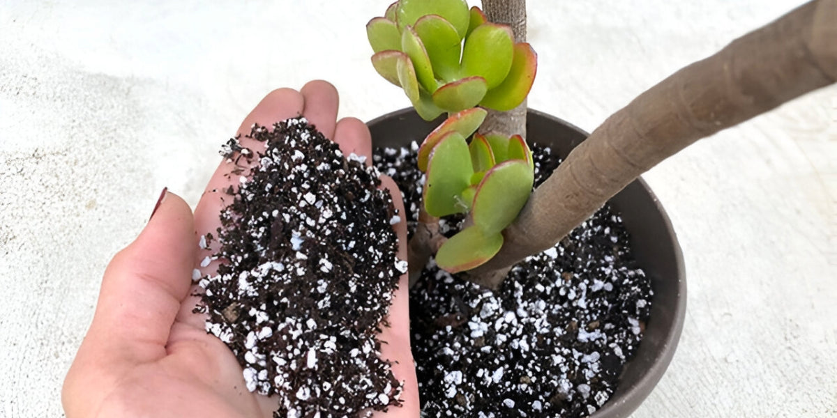 jade plant watering soil dry