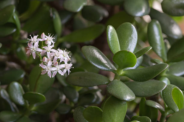 jade plant flower buds close-up