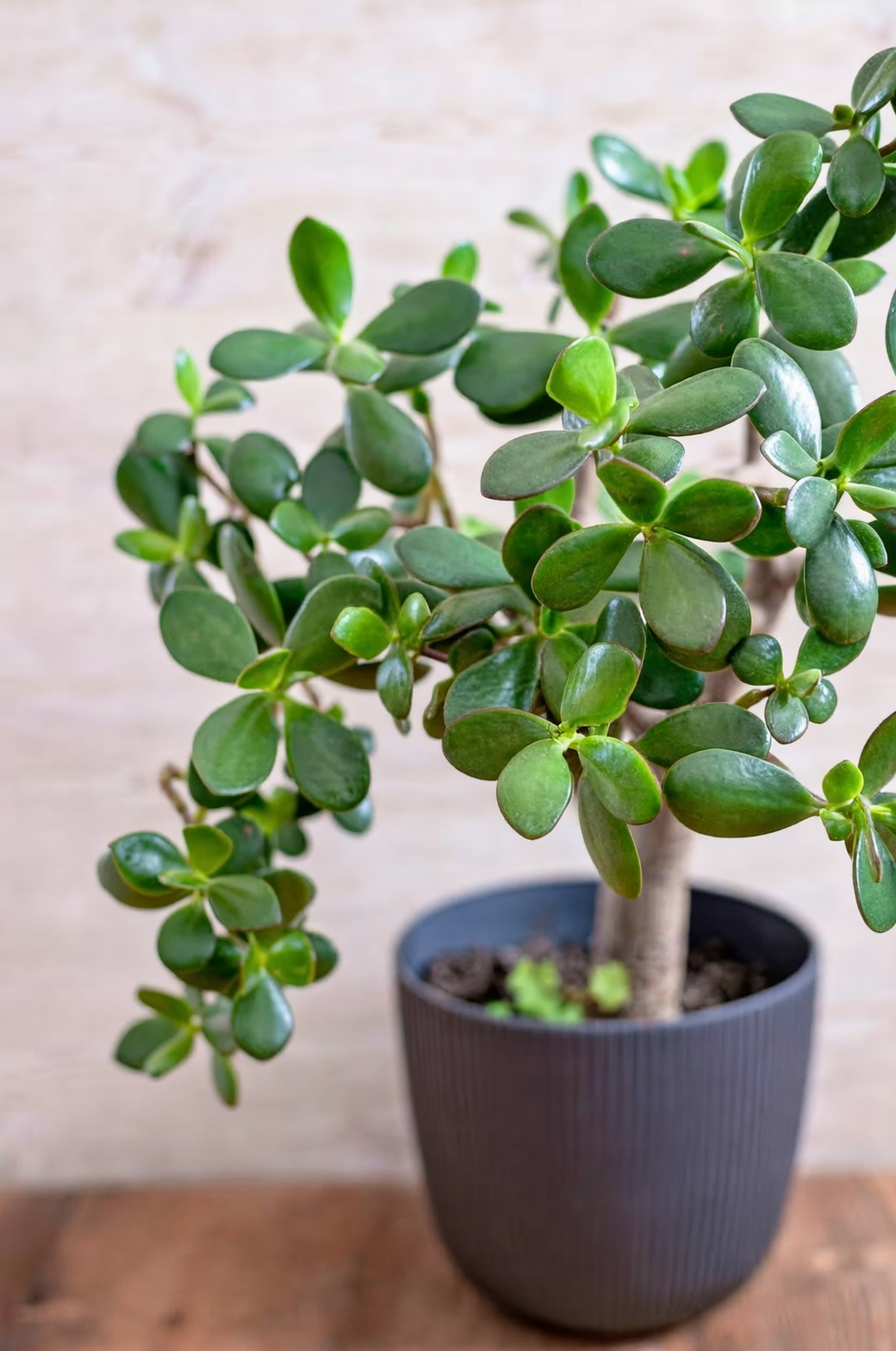 watering jade plant soil