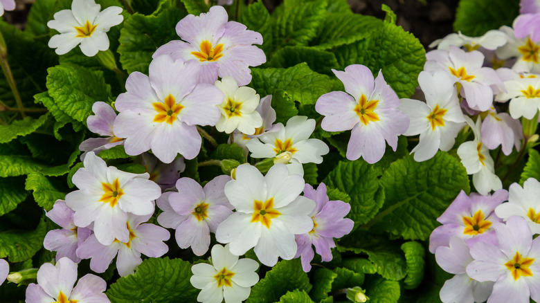 Woodland Color Alchemy: Pairing Primroses with Ferns, Hellebores, and Bulbs for a Layered Spring
