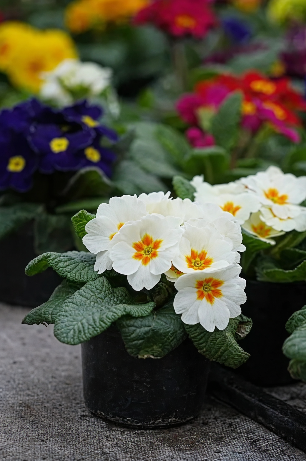 primrose with ferns and hellebores