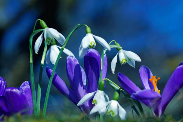 primrose with snowdrops and crocus