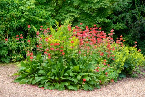 candelabra primrose streamside ferns