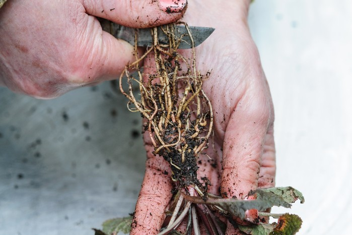 primrose planting under tree roots