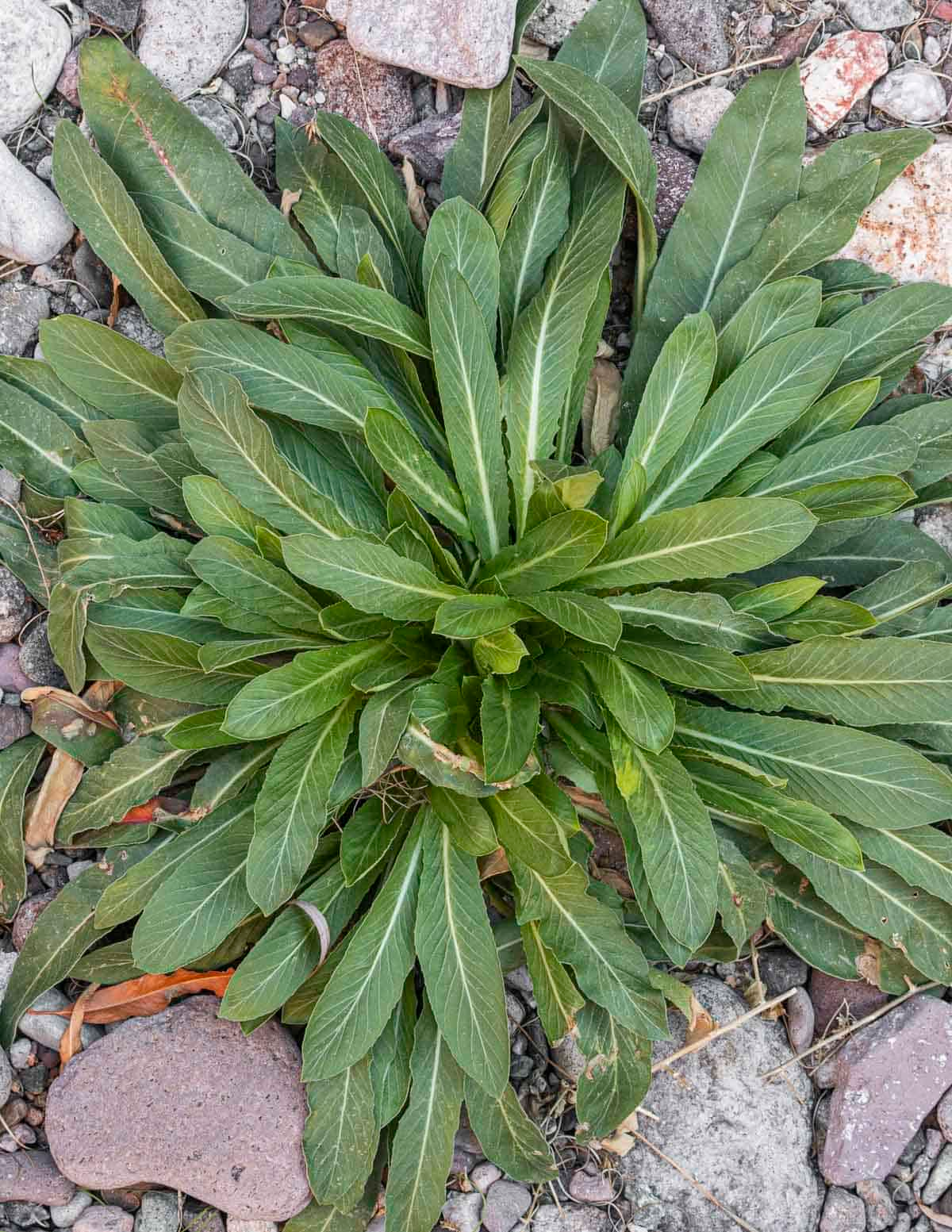 Yellow Leaves, Sad Rosettes? Your 5-Minute Primrose Fix-It Flow