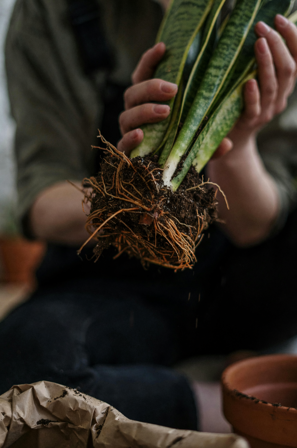 primrose root rot repotting