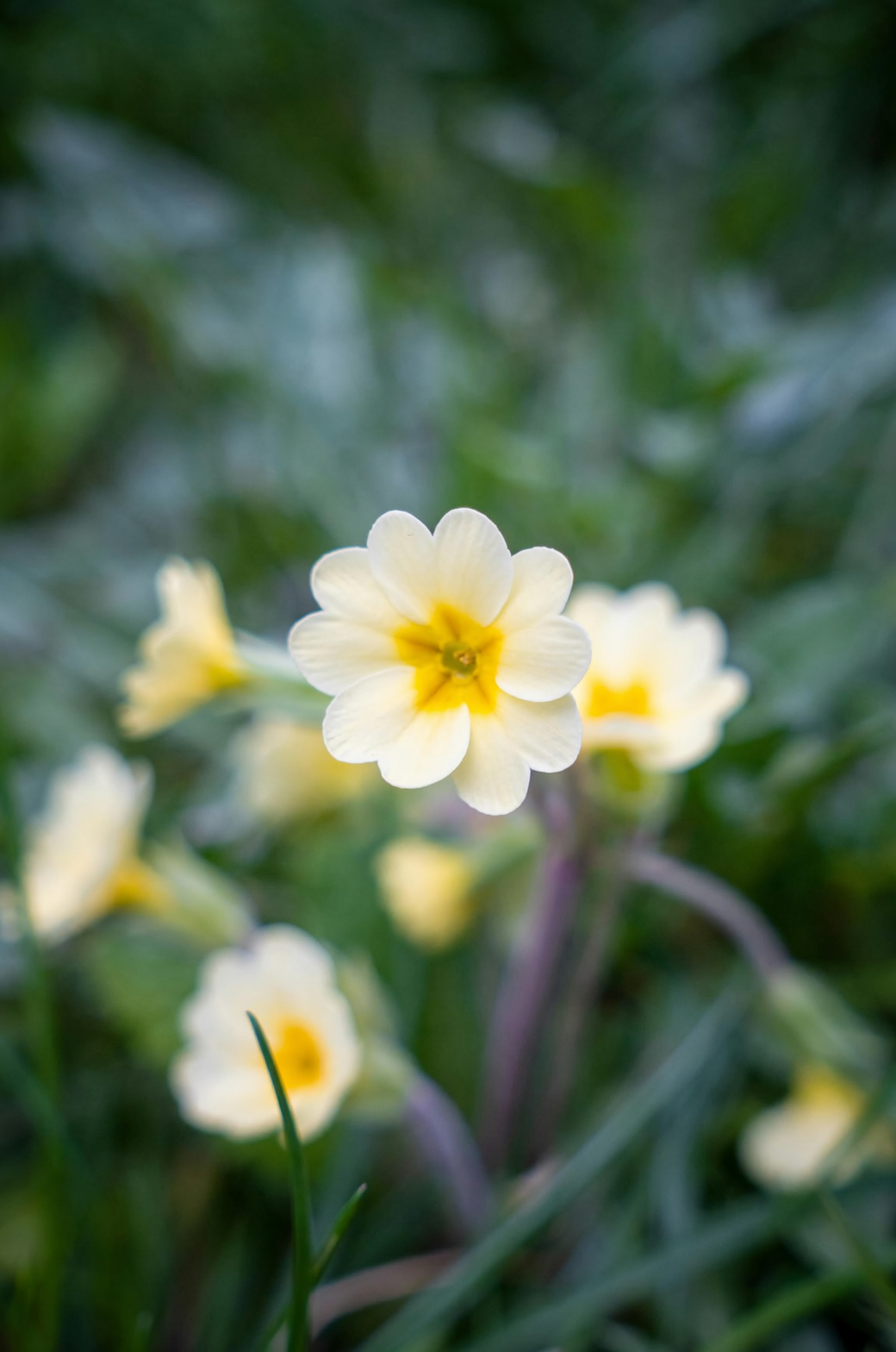 primrose partial shade garden bed