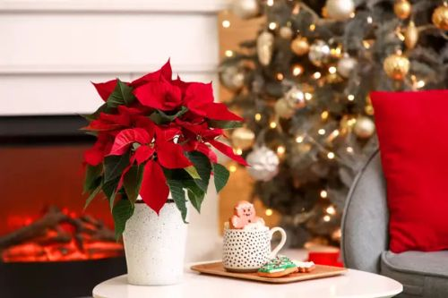 No-Drama Poinsettia: Exact Watering, Light, and Temperature for a Zero-Leaf-Drop Winter