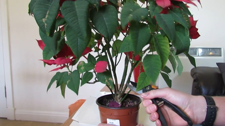 poinsettia pruning with gloves