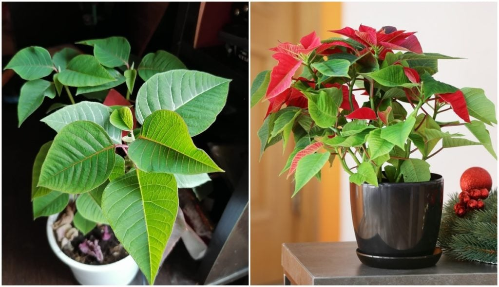 poinsettia dark room box