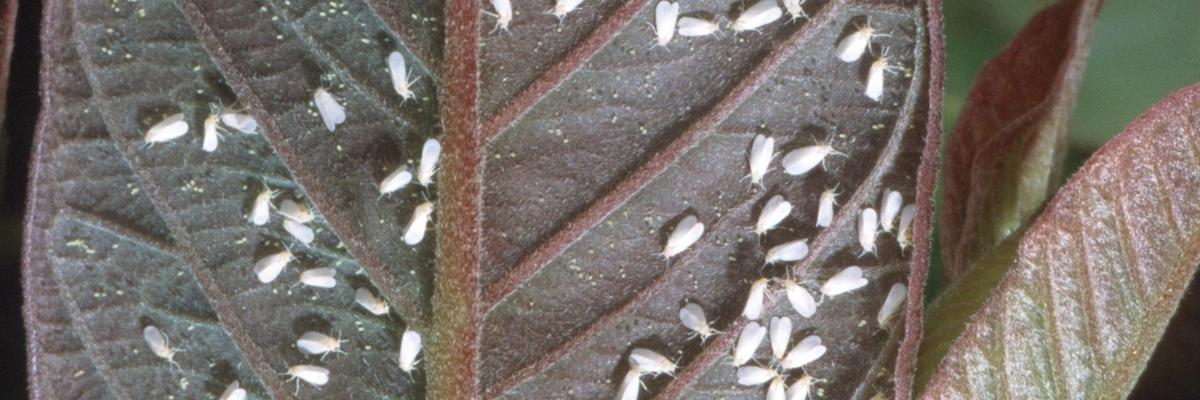poinsettia whiteflies on leaf underside