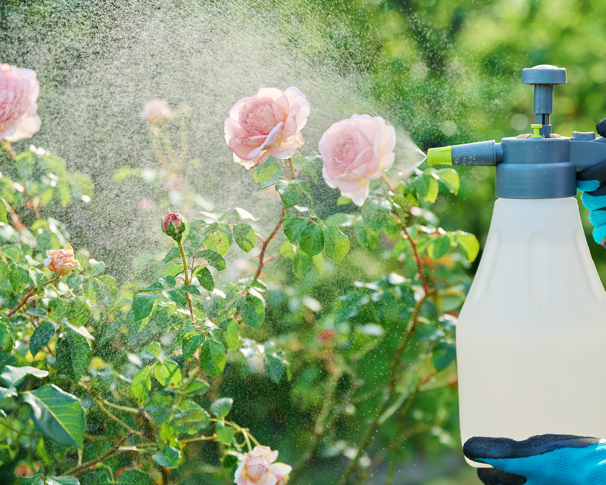 poinsettia insecticidal soap spray leaves