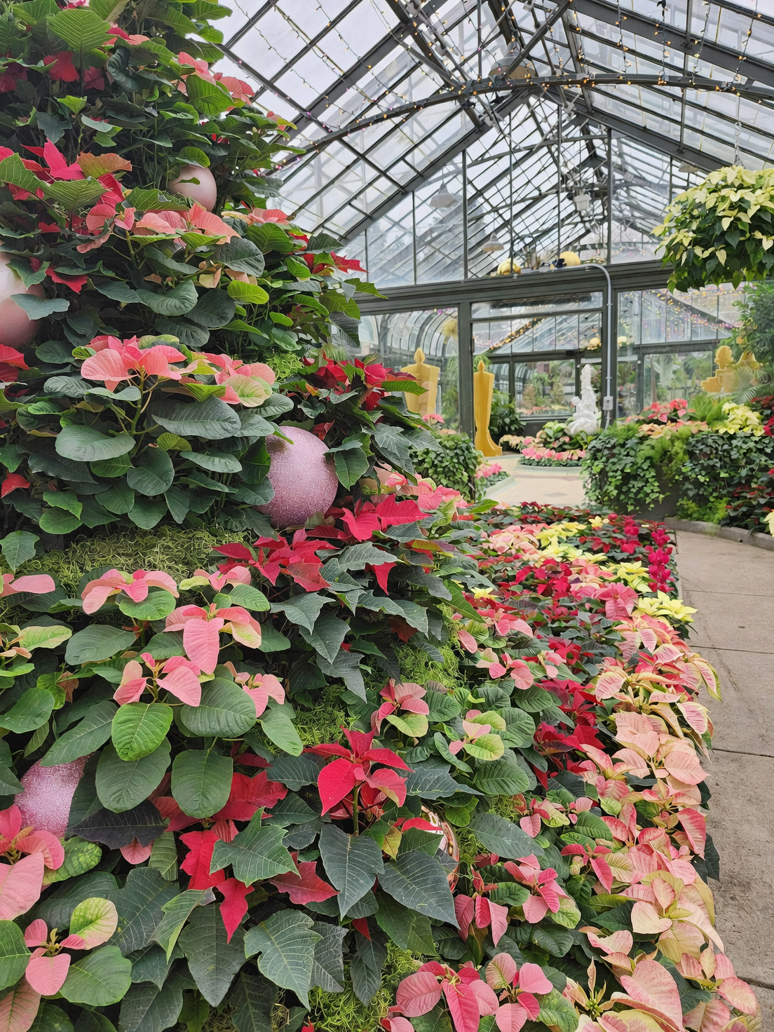 poinsettia gray mold on bract