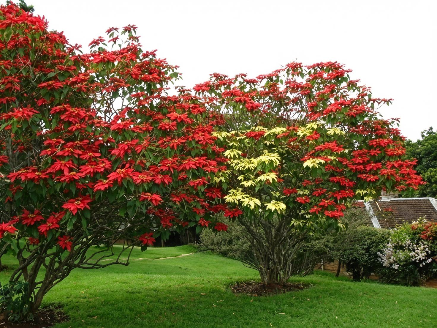 poinsettia wild hillside Taxco Mexico